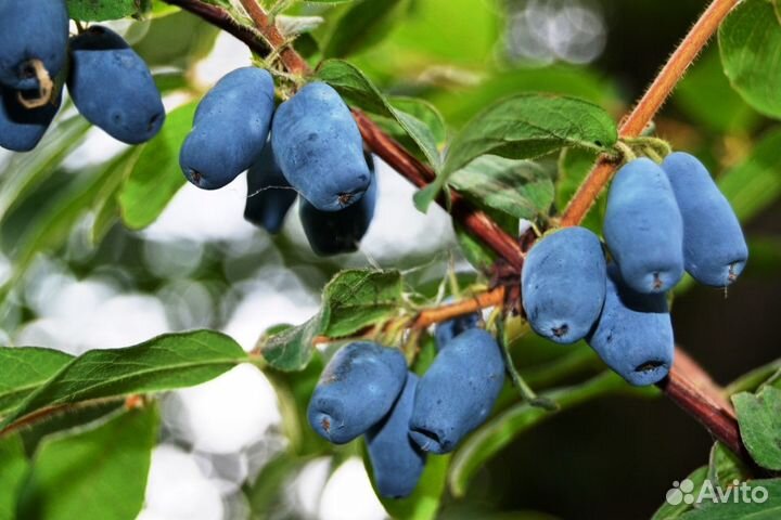 Жимолость (предзаказ)