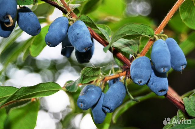 Жимолость (предзаказ)