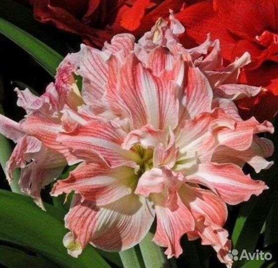 Гиппеаструм амариллис луковицы