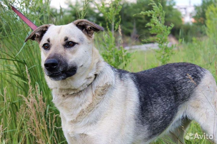 Собака Фета