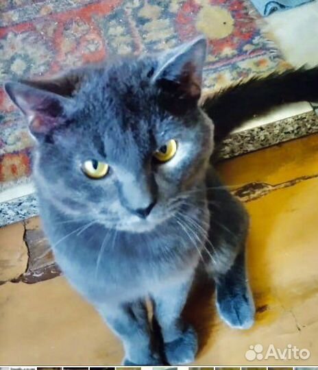 Голубого окраса кот