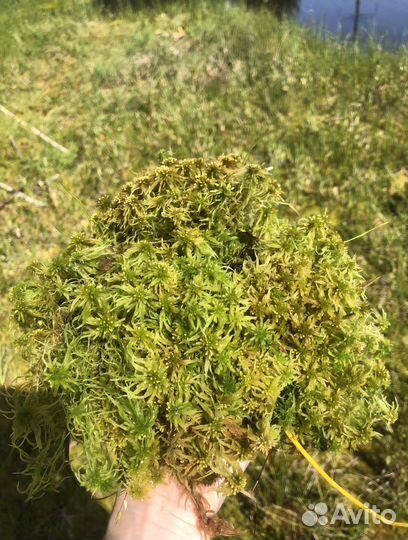 Мох сфагнум живой