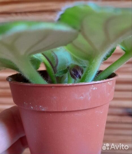 Молодая фиалка Мелодия дождя