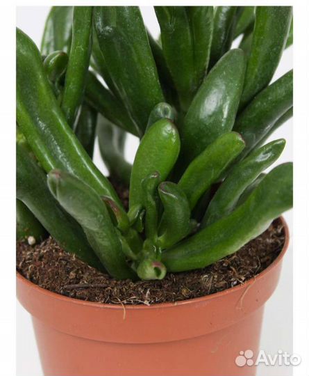 Денежное дерево Крассула хоббит толстянка