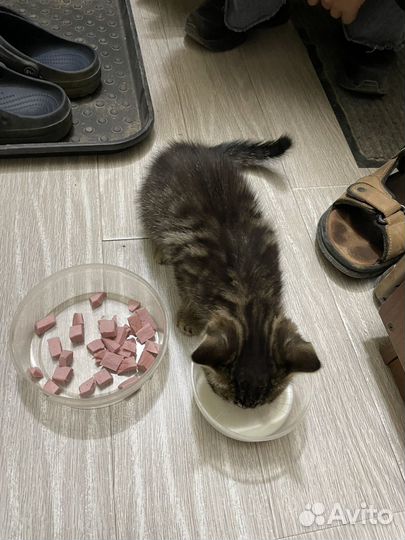 Котенок (девочка)