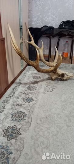 Рога оленя