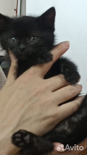 Котёнок в дар