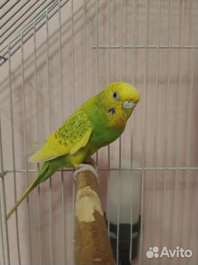 Волнистый попугай девочка