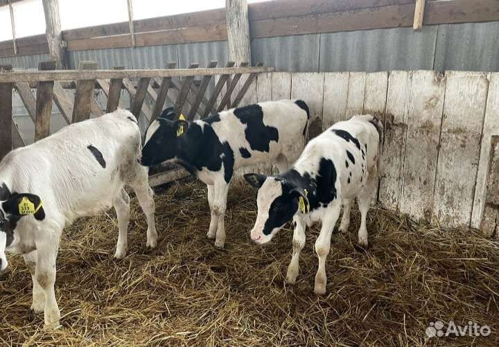 Бычки и тёлочки