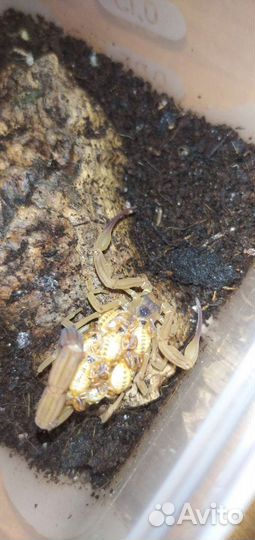 Скорпионы titius stigmurus