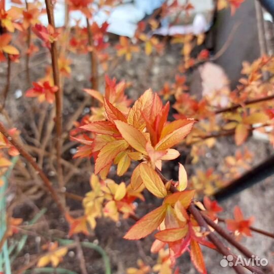 Саженцы спиреи белая и голден леди розовая
