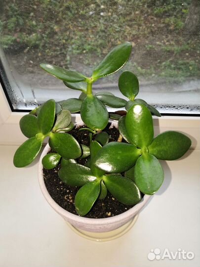Толстянка (крассула, Денежное дерево)