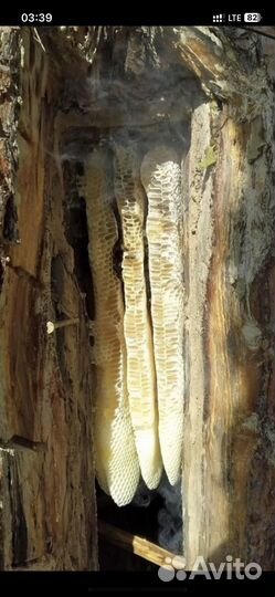 Бортевой мёд диких пчёл