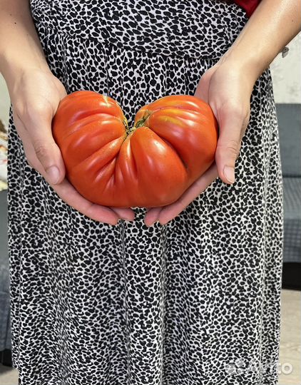 Рассада помидор, баклажан, перца. Рассада цветов