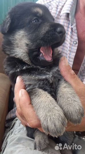 Щенки немецкой овчарки