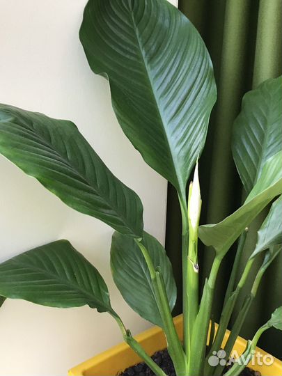 Спатифиллум (женское счастье)