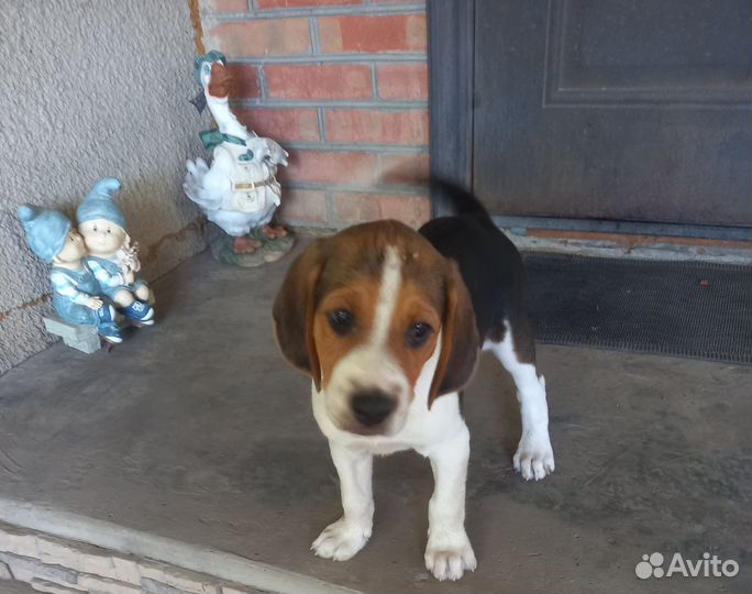 Щенок Русской Пегой Гончей