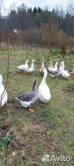 Гуси