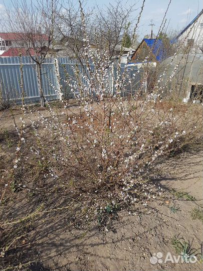 Саженцы войлочной вишни, сливы, двух-трех летки