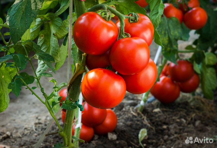 Продажа Рассады томатов и перца