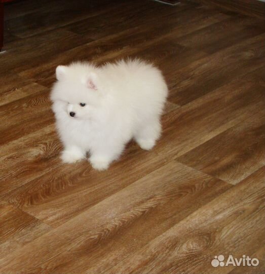 Шпиц мальчик мини красавчик