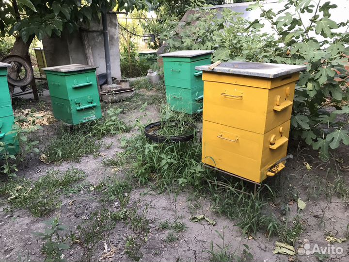 Пчелы пасека