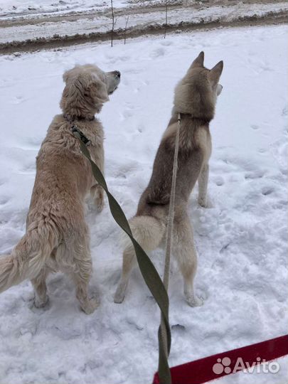 Передержка собак