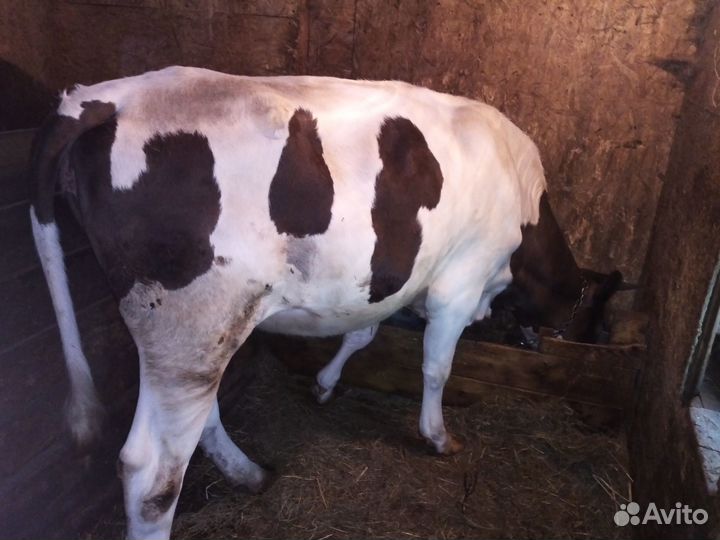 Телка стельная