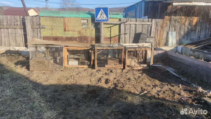 Клетки для кроликов, курицы, цыплят