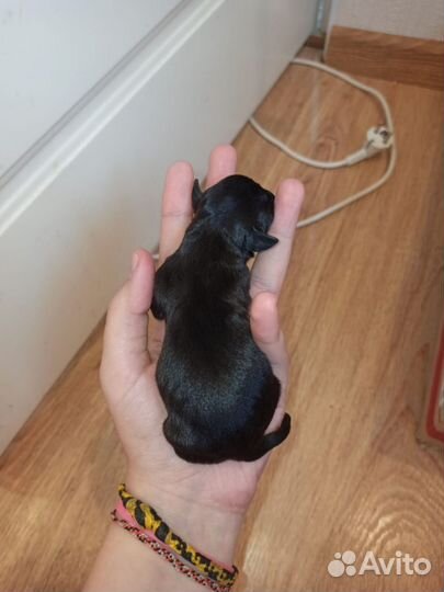 Той-терьер щенки