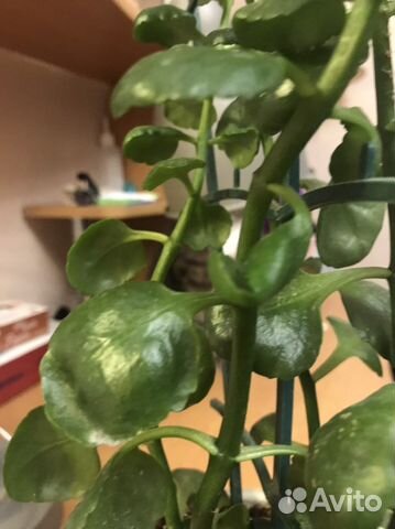 Комнатные цветы каланхоэ