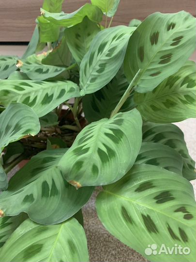 Комнатные растения цветы маранта