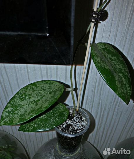 Hoya Rime splash - Хойя Райм Риме - Укореняшки