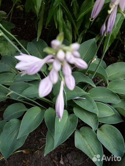 Хосты, гейхеры