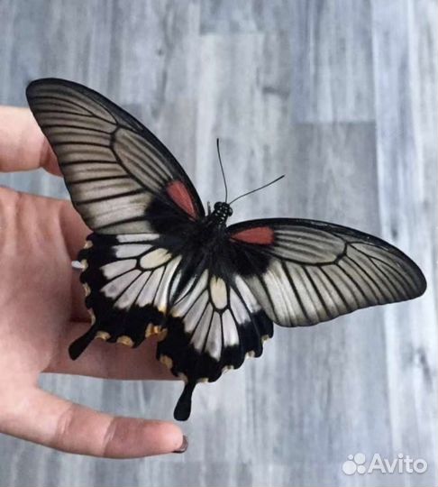 Купон в парк живых тропических бабочек