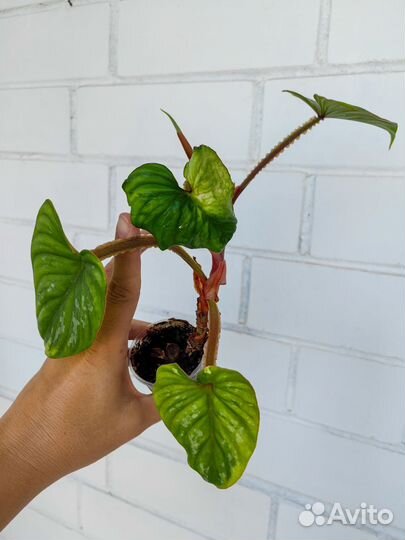 Филодендроны