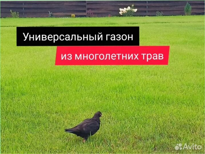 Семена газонной травы