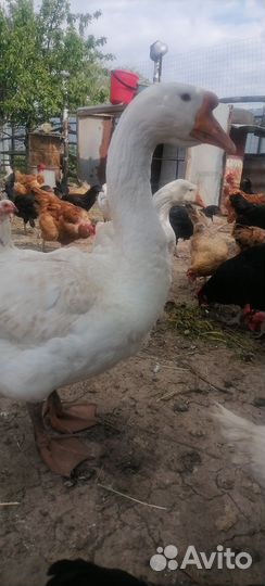 Семья гусей