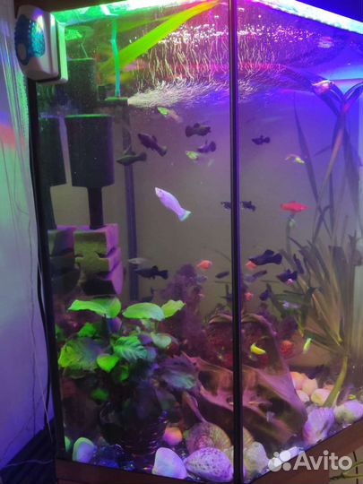 Аквариум