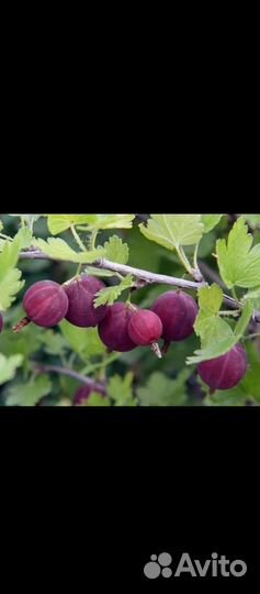 Малина огонёк, слива, крыжовник, ревень, сирень