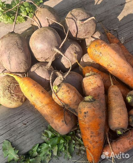 Морковь, свёкла