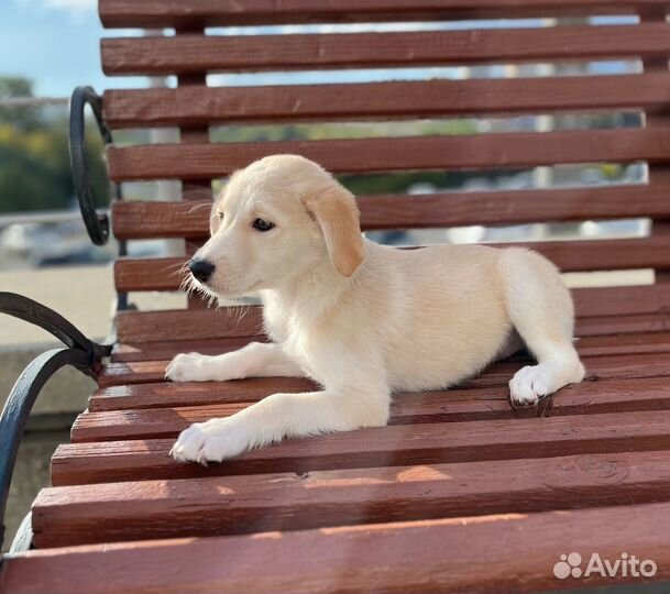 Ласковый щенок