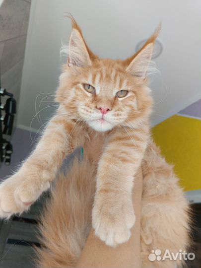 Кистястые мейн куны из питомника