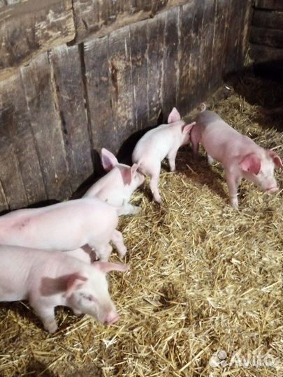 Поросенок ландрас