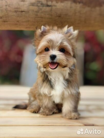 Цветной йорк