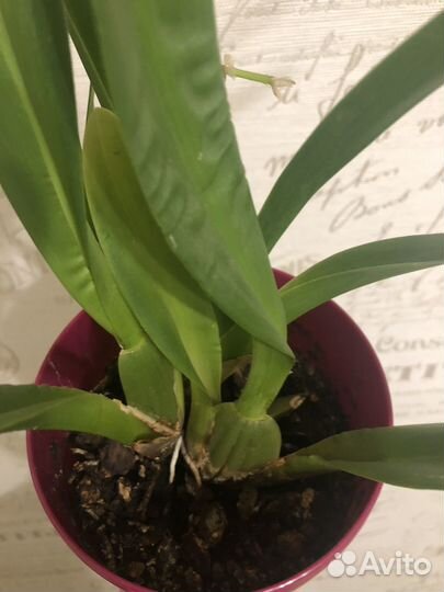 Орхидея камбрия с кашпо