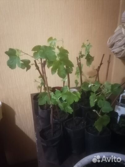 Саженцы винограда