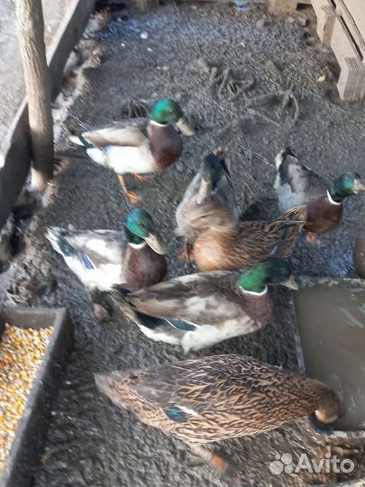 Дикая утка кряква