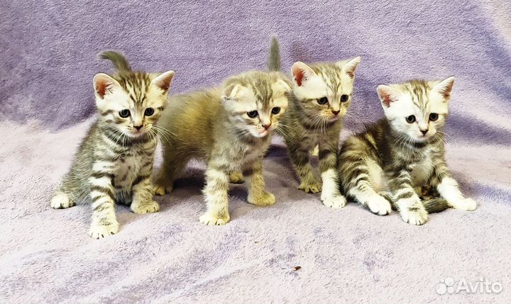 Чистокровные шотландские котята