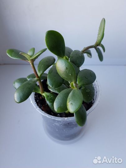 Крассула овата Толстянка Денежное дерево